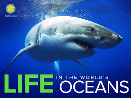 TTC Video – Life in the World’s Oceans [720p]